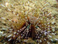 zebraurchin