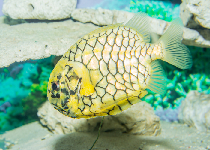 Misc Saltwater Fish : Pinecone Fish