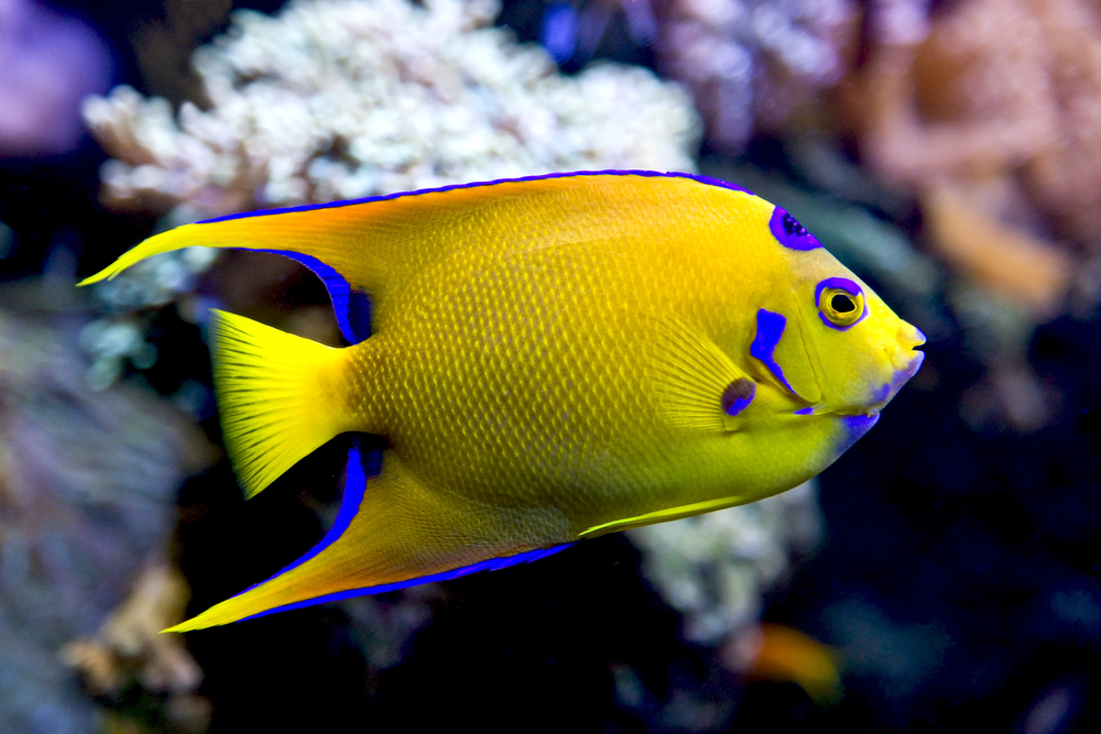Blue Angelfish MarineFishEZ