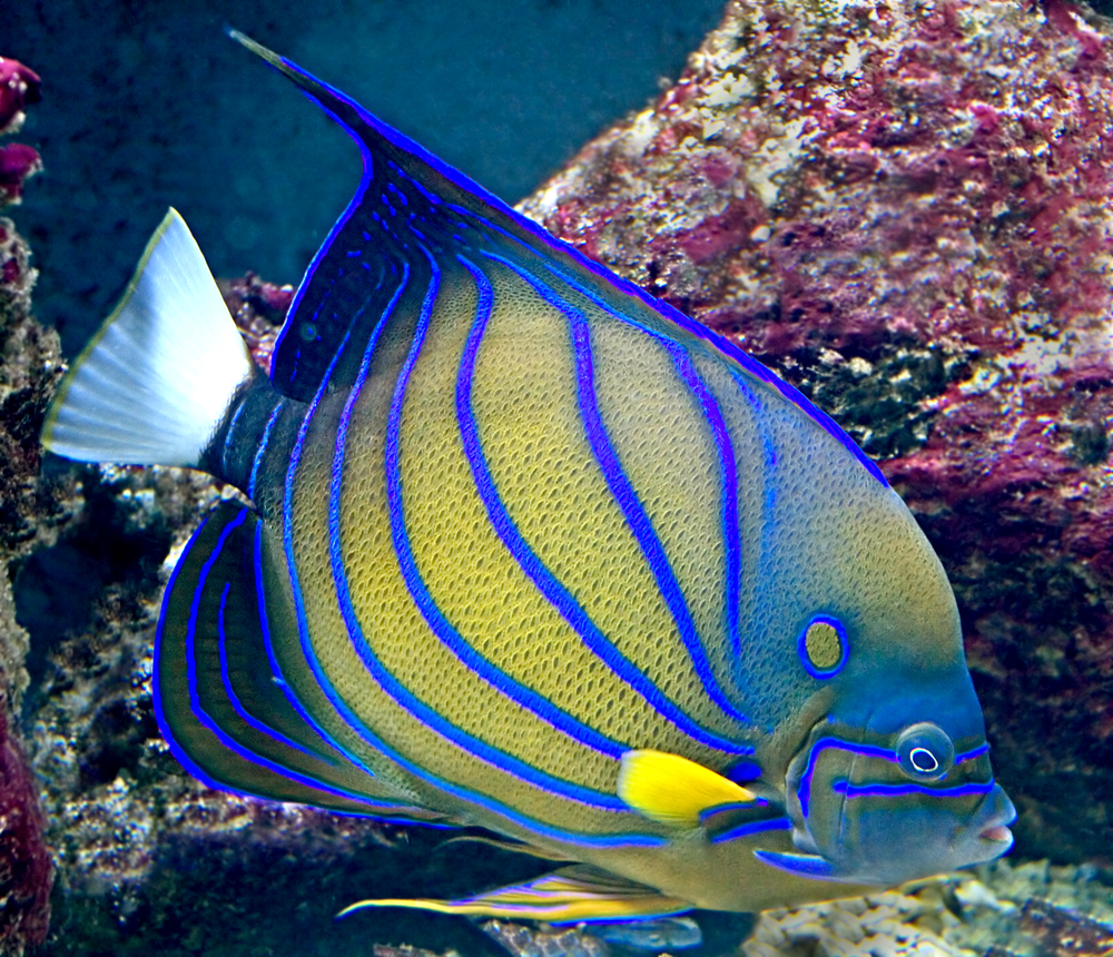 Captive bred annularis angelfish from Bali Aquarich are real and they're  already here | Reef Builders | The Reef and Saltwater Aquarium Blog
