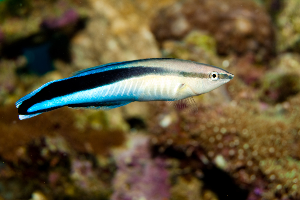 Wrasse Cleaner Wrasse