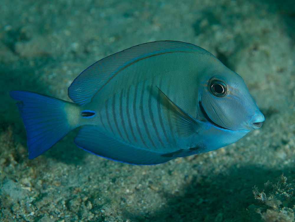 Doctorfish Tang