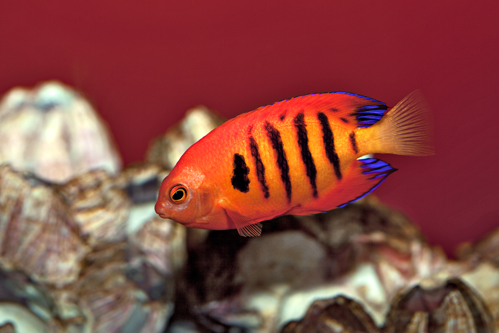 Flame angelfish care top