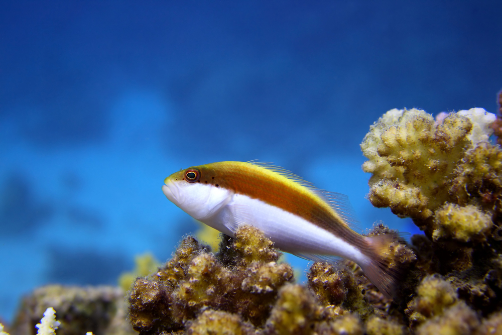 Hawkfish : Freckled Hawkfish