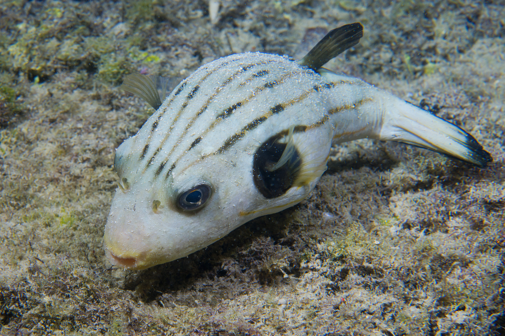 dog puffer fish