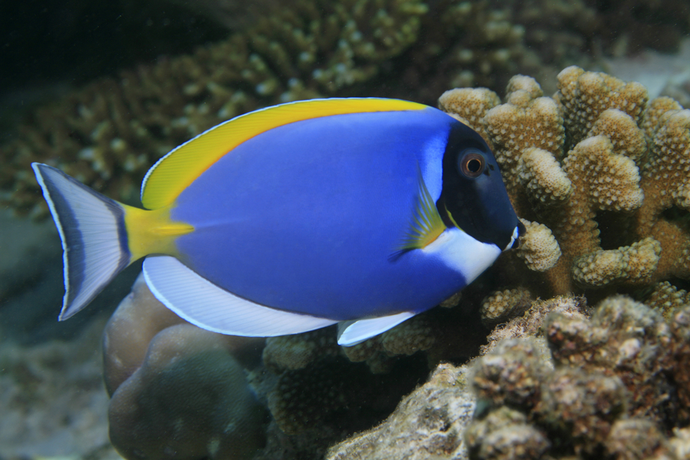 Powder Blue Tang - Georgia Aquarium