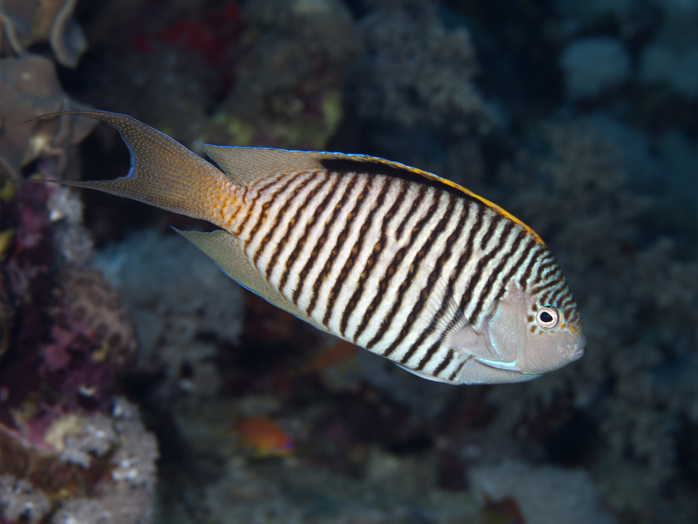 Dwarf Angelfish Zebra Swallowtail Angel Male