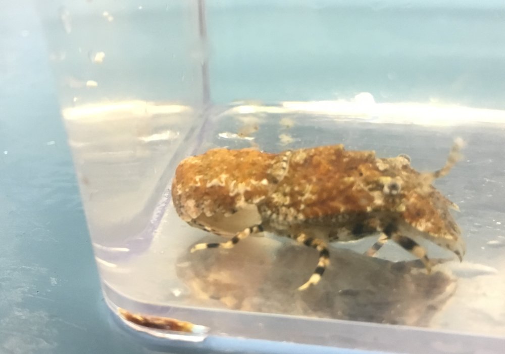 Slipper lobster for sale on sale