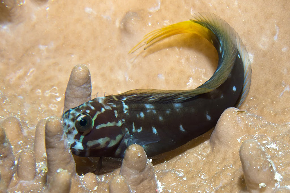 Blenny.